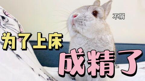 带你吃瓜养兔子图片,带你探秘“吃瓜养兔”的独特生活体验