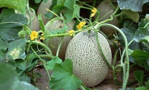 身上来月经敢吃哈密瓜吗,“经期女性可否安心享用哈密瓜？”