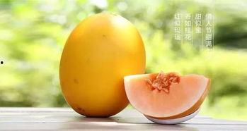 胖子吃蜜瓜,美味与健康的完美邂逅
