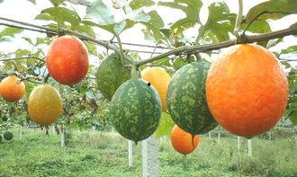 立春后吃吊瓜,迎春养生新风尚
