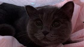 小猫可以吃蒸瓜,蒸瓜的诱惑与营养