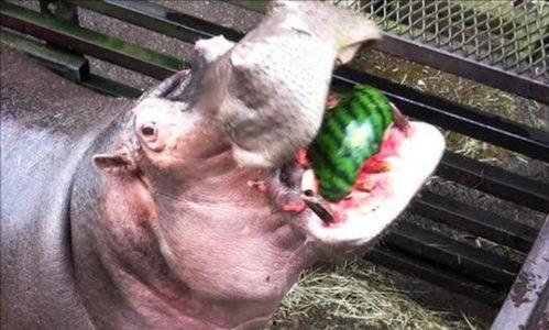 河马吃瓜攻略,瓜果飘香，尽享夏日清凉