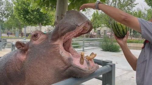 河马吃瓜攻略,瓜果飘香，尽享夏日清凉