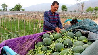 吃瓜群众大连,吃瓜群众眼中的城市风采