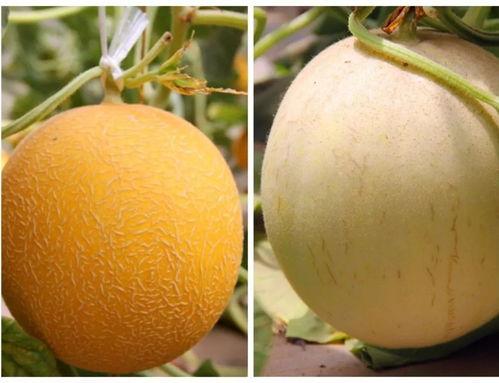 吃瓜高清完整,高清完整版吃瓜技巧大公开