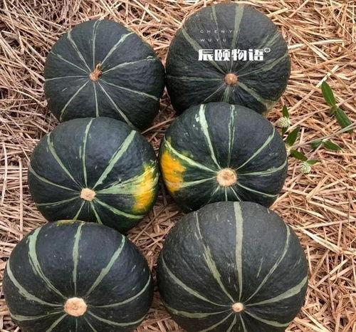 板栗瓜如何吃,解锁美味新体验