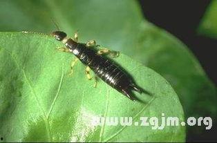 周公解梦吃瓜吃到虫子,吃瓜遇虫，寓意何在？