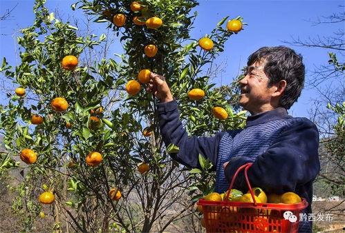黔西吃瓜墙,揭秘当地独特美食文化
