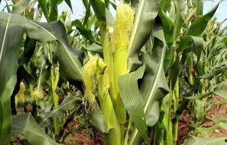 黔西吃瓜墙,揭秘当地独特美食文化