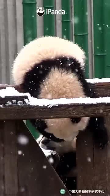 吃瓜小熊熬夜,揭秘娱乐圈背后的故事