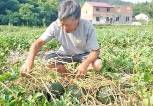 回村吃瓜老人,老人生动讲述乡村变迁故事