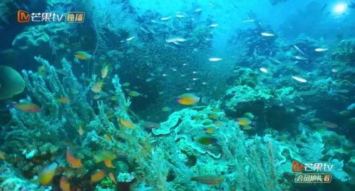 海里吃瓜,揭秘海洋生物的奇妙食趣