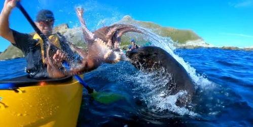 海里吃瓜,揭秘海洋生物的奇妙食趣