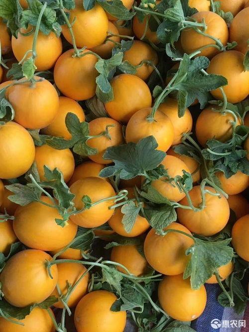 九红瑞瓜怎么吃,解锁美味新体验