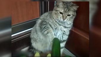 室友吃小猫崽瓜,揭秘校园里的美食新风尚