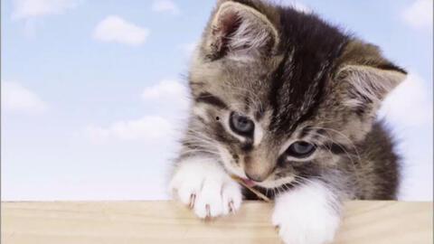 室友吃小猫崽瓜,揭秘校园里的美食新风尚