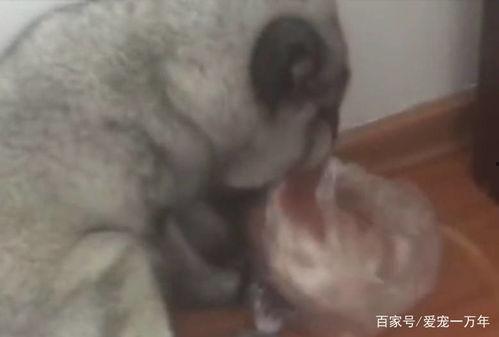 狐狸吃瓜2,续写奇幻冒险传奇