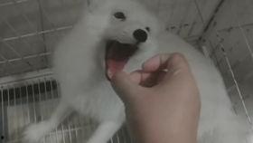 狐狸吃瓜2,续写奇幻冒险传奇