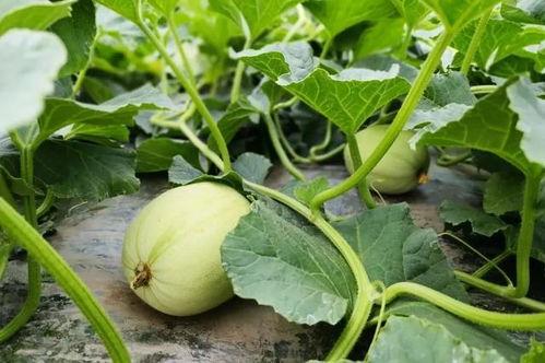 小紫吃瓜图,揭秘娱乐圈幕后故事