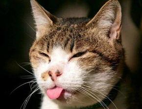 隔离期间猫吃瓜,猫咪的瓜果盛宴