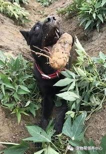 超强吃瓜能力,超强吃瓜能力带你领略幕后风云