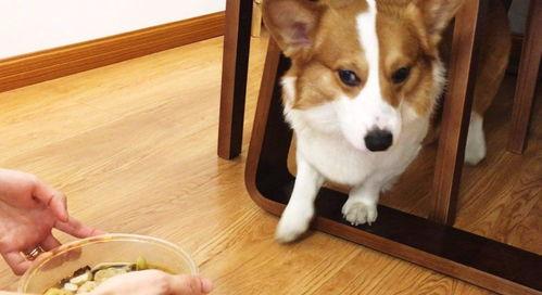 怎么教狗吃瓜,轻松教会狗狗享受美味瓜果