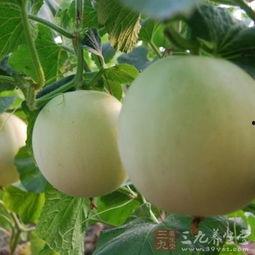 吃瓜后发痒,揭秘瓜果过敏背后的真相