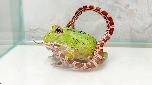 青蛙人吃瓜,瓜田里的神秘食客