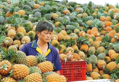 台湾凤梨吃瓜群众视频,揭秘网络视频背后的热议现象