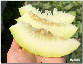 长婆瓜怎么吃,解锁美味新体验