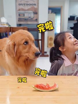 吃瓜可爱狗