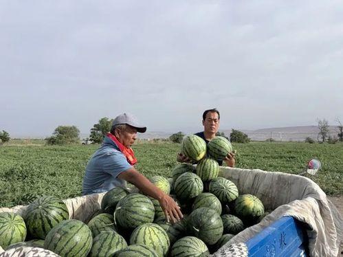 苏冯三白瓜节比赛吃瓜,苏冯三白瓜节吃瓜大赛精彩瞬间
