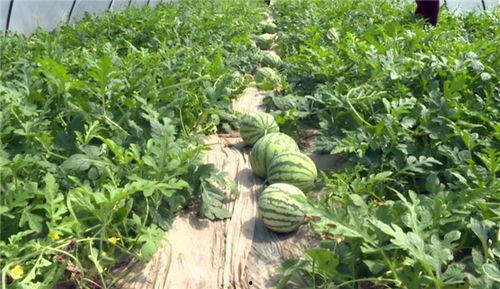 最新吃瓜消息图,吃瓜群众热议不断！