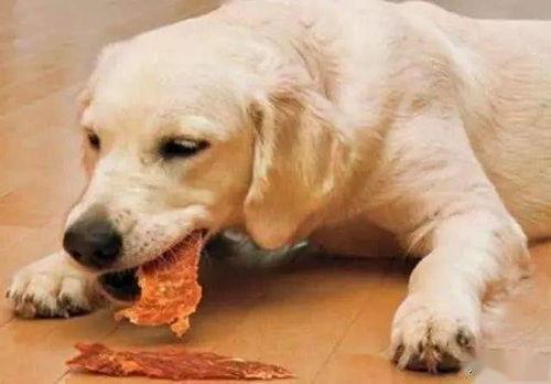 狗狗吃瓜看热闹配音,萌态配音笑翻天