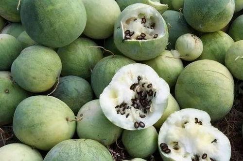 吃瓜要求,那些你不知道的幕后故事