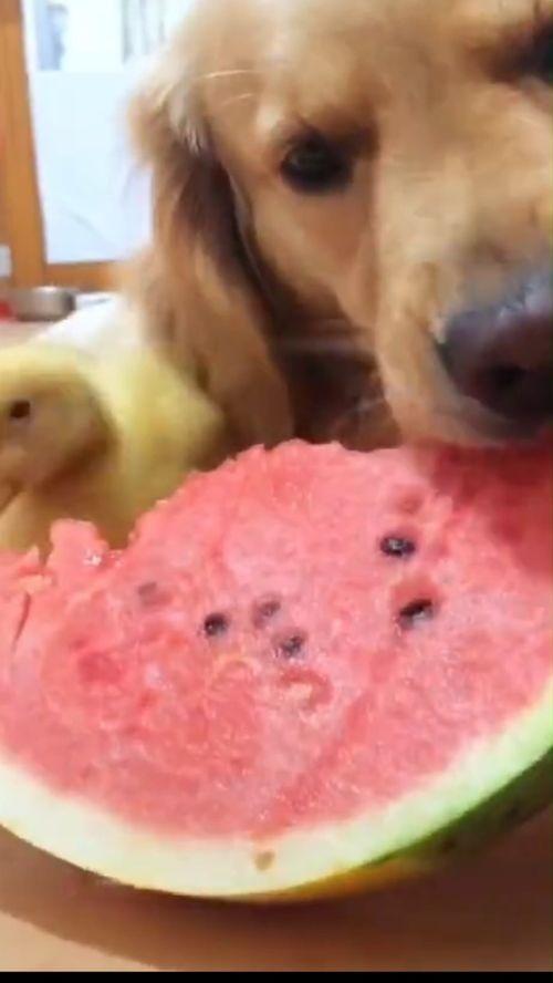 认真吃瓜搞笑音乐,跟随音乐节奏，一起“吃瓜”欢乐