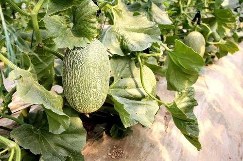 涞源吃瓜,揭秘当地特色美食背后的故事