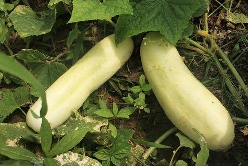 吃白皮瓜身上冷,吃白皮瓜，感受清凉一夏