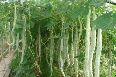 小孩吃蛇瓜好吗怎么吃,适合小孩的健康美味选择