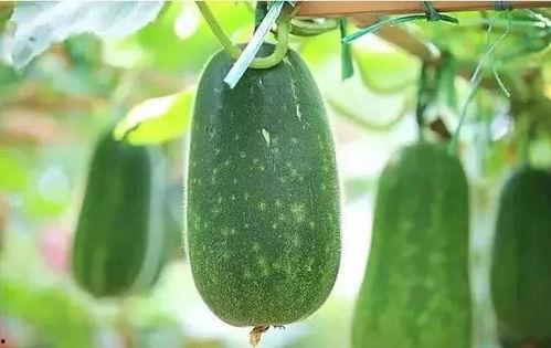 吃瓜到最后,吃瓜群众见证娱乐圈风云变幻