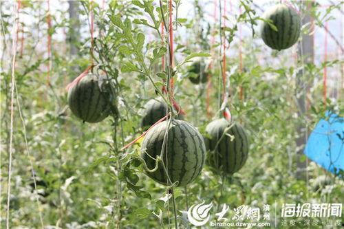 瓜哥吃瓜野生厨房视频,揭秘幕后趣事与美食之旅