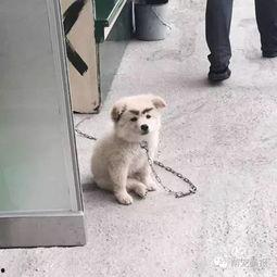 吃瓜卖萌宠物,卖萌日常大盘点