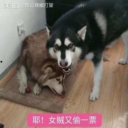 吃瓜卖萌宠物,卖萌日常大盘点