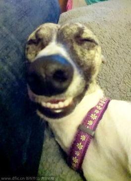 吃瓜卖萌宠物,卖萌日常大盘点