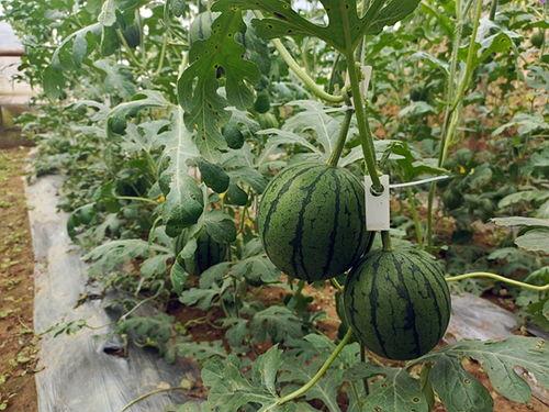 五一吃瓜网今日吃瓜,揭秘五一假期热门吃瓜事件大盘点