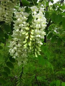 槐瓜咋吃?,槐瓜的多样食用方法探索