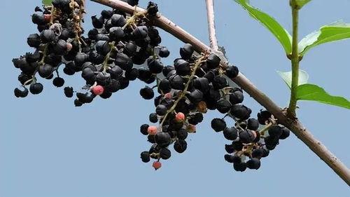 梧桐等待作者吃瓜,一场吃瓜者的情感之旅