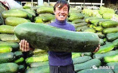 夏吃瓜人,探寻夏吃瓜的人生哲理