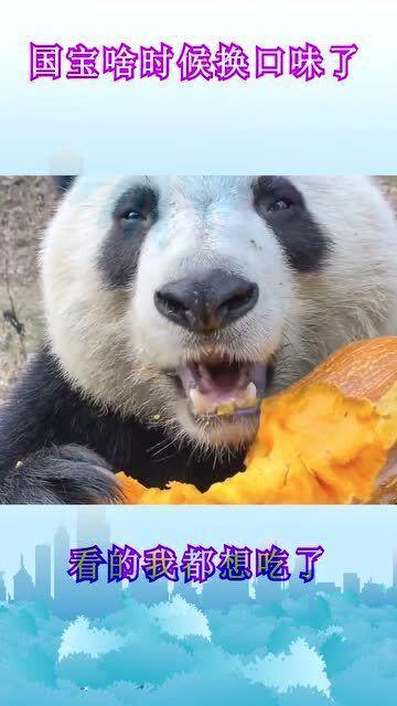 带你吃瓜抢熊猫,带你走进“吃瓜抢熊猫”的欢乐世界