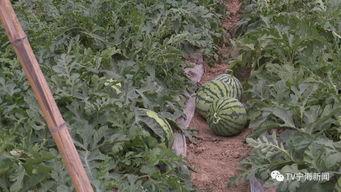 吃瓜群众上线军训